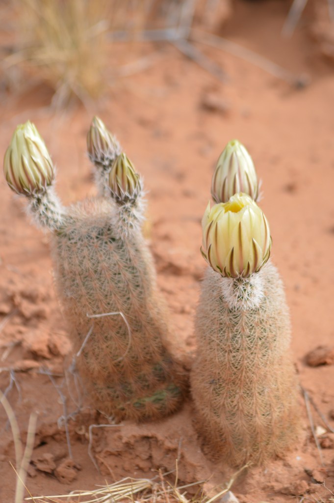 Living Desert Zoo and Gardens